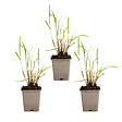 BLOOMIQUE - Lot de 3 - Miscanthus Sinensis - Roseau fleuri - Graminée ornementale - H. 10-20 cm - P. 9x9 cm - vignette