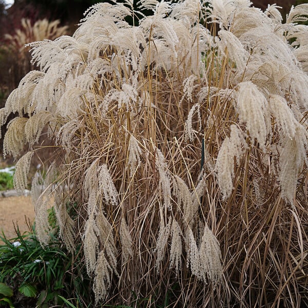 BLOOMIQUE - Lot de 3 - Miscanthus Sinensis - Roseau fleuri - Graminée ornementale - H. 10-20 cm - P. 9x9 cm - large
