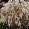 BLOOMIQUE - Lot de 3 - Miscanthus Sinensis - Roseau fleuri - Graminée ornementale - H. 10-20 cm - P. 9x9 cm - vignette