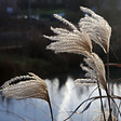 BLOOMIQUE - Lot de 3 - Miscanthus Sinensis - Roseau fleuri - Graminée ornementale - H. 10-20 cm - P. 9x9 cm - vignette