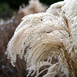 BLOOMIQUE - Lot de 3 - Miscanthus Sinensis - Roseau fleuri - Graminée ornementale - H. 10-20 cm - P. 9x9 cm - vignette