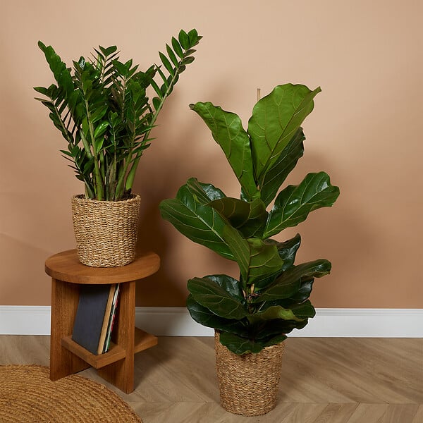 BLOOMIQUE - P. à Plantes Tressé Coco - Lot de 2 Pots - Beige - Jonc de Mer - Panier pour Plantes - large