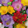 BLOOMIQUE - Mélange de 50 - Freesia Mix - Mélange de couleurs - Bulbes à fleurs - Pousse jusqu'à 30-45 cm - vignette