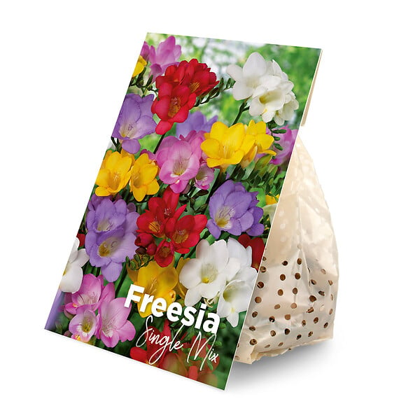 BLOOMIQUE - Mélange de 50 - Freesia Mix - Mélange de couleurs - Bulbes à fleurs - Pousse jusqu'à 30-45 cm - large