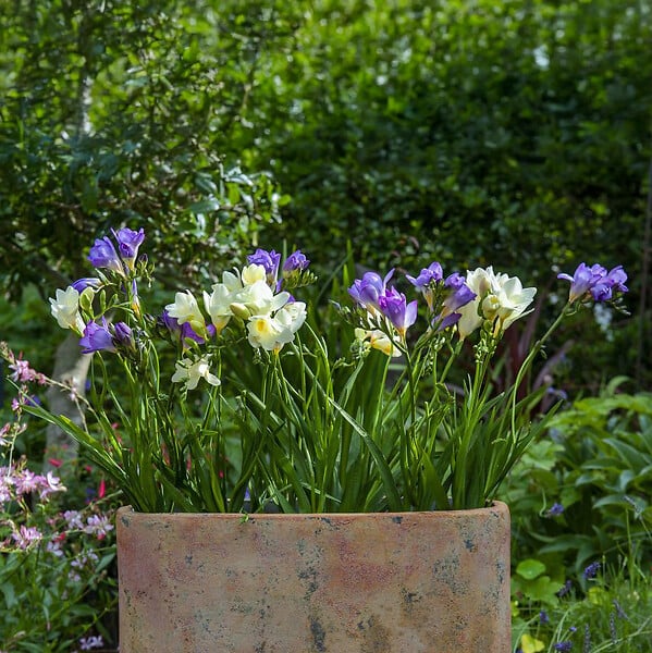 BLOOMIQUE - Mélange de 50 - Freesia Mix - Mélange de couleurs - Bulbes à fleurs - Pousse jusqu'à 30-45 cm - large