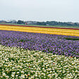 BLOOMIQUE - Mélange de 50 - Freesia Mix - Mélange de couleurs - Bulbes à fleurs - Pousse jusqu'à 30-45 cm - vignette