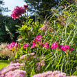 BLOOMIQUE - Mélange de 50 - Freesia Mix - Mélange de couleurs - Bulbes à fleurs - Pousse jusqu'à 30-45 cm - vignette