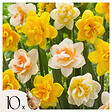 PLANT IN A BOX - Narcisse - Set de 10 - Narcissus 'Double Mix' - Bulbes à fleurs - vignette