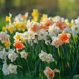 PLANT IN A BOX - Narcisse - Set de 10 - Narcissus 'Double Mix' - Bulbes à fleurs - vignette