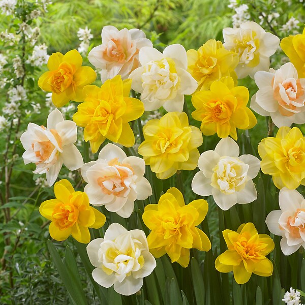 PLANT IN A BOX - Narcisse - Set de 10 - Narcissus 'Double Mix' - Bulbes à fleurs - large