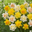 PLANT IN A BOX - Narcisse - Set de 10 - Narcissus 'Double Mix' - Bulbes à fleurs - vignette