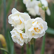 PLANT IN A BOX - Narcisse - Set de 10 - Narcissus 'Double Mix' - Bulbes à fleurs - vignette