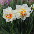 PLANT IN A BOX - Narcisse - Set de 10 - Narcissus 'Double Mix' - Bulbes à fleurs - vignette