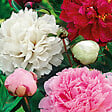 BLOOMIQUE - Mélange de 3 - Paeonia - Pivoine - Rouge, Blanc, Rose - Tubercules - Pousse jusqu'à 80-100 cm - vignette