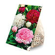 BLOOMIQUE - Mélange de 3 - Paeonia - Pivoine - Rouge, Blanc, Rose - Tubercules - Pousse jusqu'à 80-100 cm - vignette