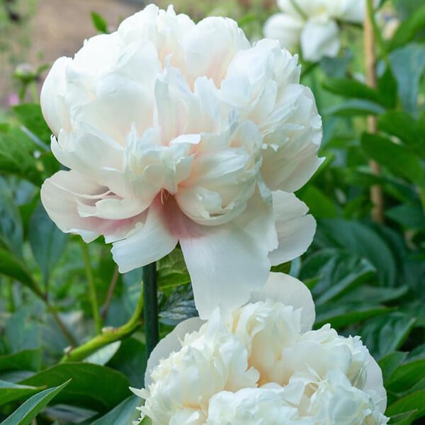 BLOOMIQUE - Mélange de 3 - Paeonia - Pivoine - Rouge, Blanc, Rose - Tubercules - Pousse jusqu'à 80-100 cm - large