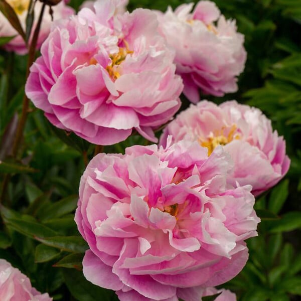 BLOOMIQUE - Mélange de 3 - Paeonia - Pivoine - Rouge, Blanc, Rose - Tubercules - Pousse jusqu'à 80-100 cm - large