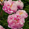 BLOOMIQUE - Mélange de 3 - Paeonia - Pivoine - Rouge, Blanc, Rose - Tubercules - Pousse jusqu'à 80-100 cm - vignette