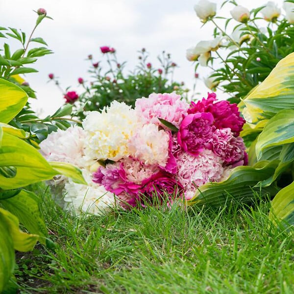 BLOOMIQUE - Mélange de 3 - Paeonia - Pivoine - Rouge, Blanc, Rose - Tubercules - Pousse jusqu'à 80-100 cm - large
