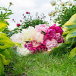 BLOOMIQUE - Mélange de 3 - Paeonia - Pivoine - Rouge, Blanc, Rose - Tubercules - Pousse jusqu'à 80-100 cm - vignette