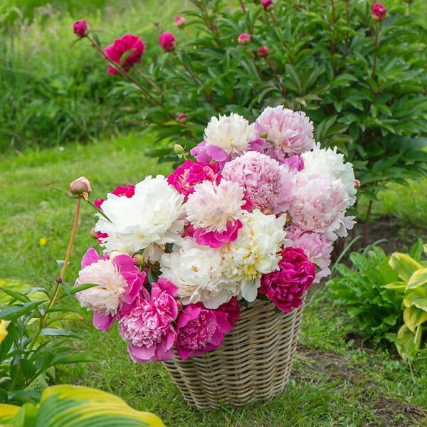 BLOOMIQUE - Mélange de 3 - Paeonia - Pivoine - Rouge, Blanc, Rose - Tubercules - Pousse jusqu'à 80-100 cm - large