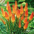 BLOOMIQUE - Mélange de 5 - Kniphofia Uvaria Grandiflora - Flèche de feu - Lys torche - Pousse jusqu'à 60-100 cm - vignette