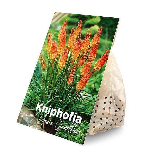 BLOOMIQUE - Mélange de 5 - Kniphofia Uvaria Grandiflora - Flèche de feu - Lys torche - Pousse jusqu'à 60-100 cm - large