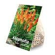 BLOOMIQUE - Mélange de 5 - Kniphofia Uvaria Grandiflora - Flèche de feu - Lys torche - Pousse jusqu'à 60-100 cm - vignette