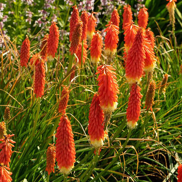 BLOOMIQUE - Mélange de 5 - Kniphofia Uvaria Grandiflora - Flèche de feu - Lys torche - Pousse jusqu'à 60-100 cm - large
