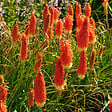 BLOOMIQUE - Mélange de 5 - Kniphofia Uvaria Grandiflora - Flèche de feu - Lys torche - Pousse jusqu'à 60-100 cm - vignette