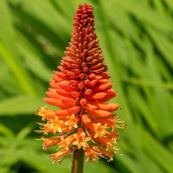 BLOOMIQUE - Mélange de 5 - Kniphofia Uvaria Grandiflora - Flèche de feu - Lys torche - Pousse jusqu'à 60-100 cm - large