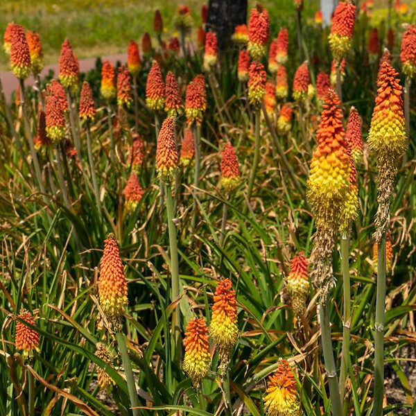 BLOOMIQUE - Mélange de 5 - Kniphofia Uvaria Grandiflora - Flèche de feu - Lys torche - Pousse jusqu'à 60-100 cm - large