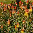 BLOOMIQUE - Mélange de 5 - Kniphofia Uvaria Grandiflora - Flèche de feu - Lys torche - Pousse jusqu'à 60-100 cm - vignette