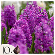 PLANT IN A BOX - Bulbes de jacinthes - Lot de 10 - Hyacinthus 'Purple Voice' - Bulbes à fleurs - vignette
