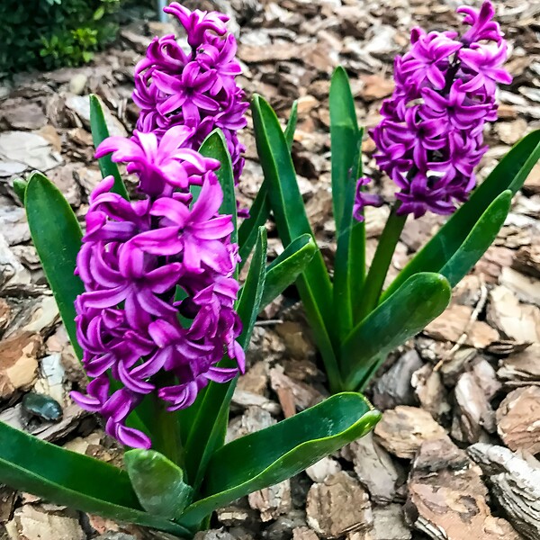 PLANT IN A BOX - Bulbes de jacinthes - Lot de 10 - Hyacinthus 'Purple Voice' - Bulbes à fleurs - large