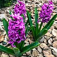 PLANT IN A BOX - Bulbes de jacinthes - Lot de 10 - Hyacinthus 'Purple Voice' - Bulbes à fleurs - vignette