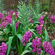 PLANT IN A BOX - Bulbes de jacinthes - Lot de 10 - Hyacinthus 'Purple Voice' - Bulbes à fleurs - vignette