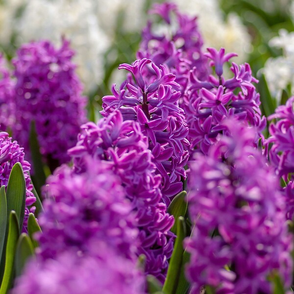 PLANT IN A BOX - Bulbes de jacinthes - Lot de 10 - Hyacinthus 'Purple Voice' - Bulbes à fleurs - large