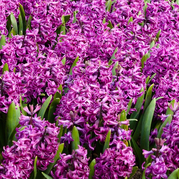 PLANT IN A BOX - Bulbes de jacinthes - Lot de 10 - Hyacinthus 'Purple Voice' - Bulbes à fleurs - large