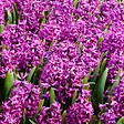 PLANT IN A BOX - Bulbes de jacinthes - Lot de 10 - Hyacinthus 'Purple Voice' - Bulbes à fleurs - vignette