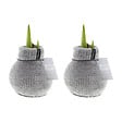 BLOOMIQUE - Lot de 2 - Bulbe d'Amaryllis en Cire - Cosy Grjis - Bulbe à Fleurs - H. 15-25 cm à la Livraison - vignette