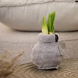 BLOOMIQUE - Lot de 2 - Bulbe d'Amaryllis en Cire - Cosy Grjis - Bulbe à Fleurs - H. 15-25 cm à la Livraison - vignette