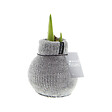 BLOOMIQUE - Bulbe d'Amaryllis en Cire - Cosy Grjis - Bulbe à Fleurs - H. 15-25 cm à la Livraison - vignette
