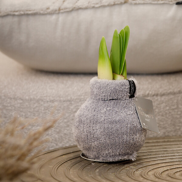 BLOOMIQUE - Bulbe d'Amaryllis en Cire - Cosy Grjis - Bulbe à Fleurs - H. 15-25 cm à la Livraison - large