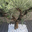 OPTIMBETON - Galet décoratif en marbre blanc - Spécial 40-60 - 20kg - vignette