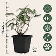 PLANT IN A BOX - Arbre à papillons - Set de 3 - Buddleja davidii 'Pink Delight' - H25-40cm - ⌀9cm - vignette