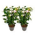 PLANT IN A BOX - Camélia - Set de 2 - Camellia japonica 'Bonomiana' - Hauteur 50-60cm - ⌀15cm - vignette