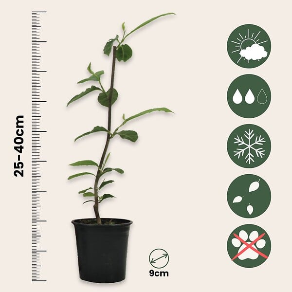 PLANT IN A BOX - Arbre à tulipes - Set de 3 - Magnolia 'Soulangea' - Hauteur 25-40cm - ⌀9cm - large