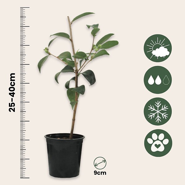 PLANT IN A BOX - Camélia - Set de 3 - Camellia japonica 'Bonomiana' - Hauteur 25-40cm - ⌀9cm - large