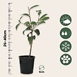 PLANT IN A BOX - Camélia - Set de 3 - Camellia japonica 'Bonomiana' - Hauteur 25-40cm - ⌀9cm - vignette